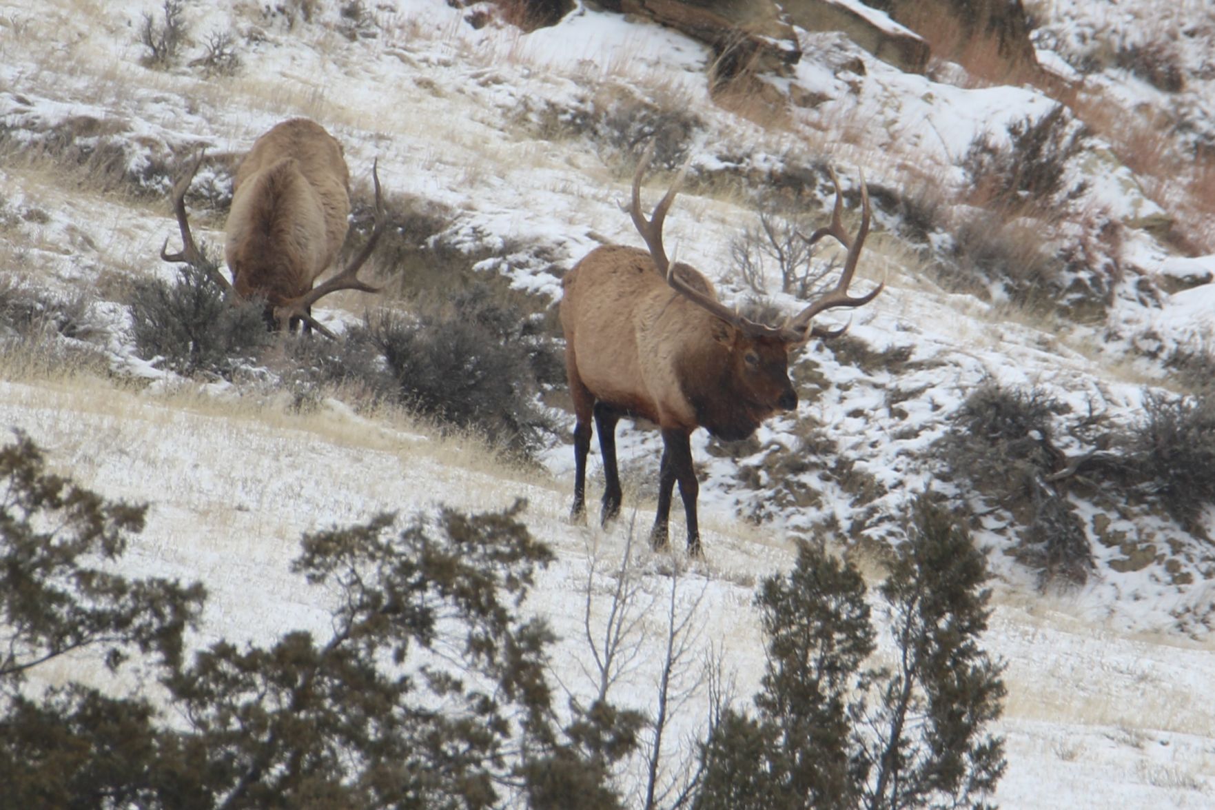 A Pair of Bulls